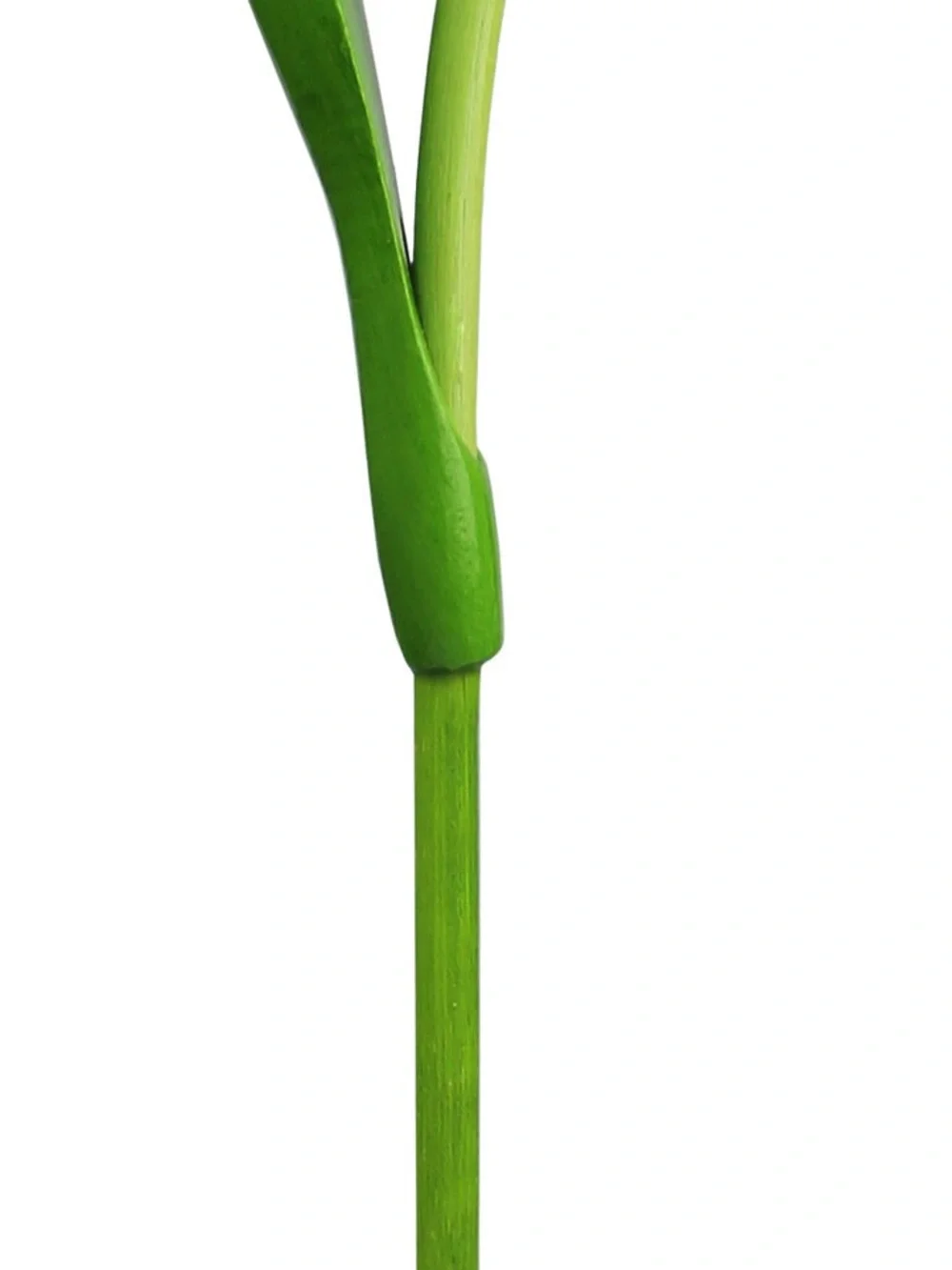 Decorative Wooden Tulip Stems in Pink and White